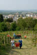 20090926_153225 Vendemmia.jpg